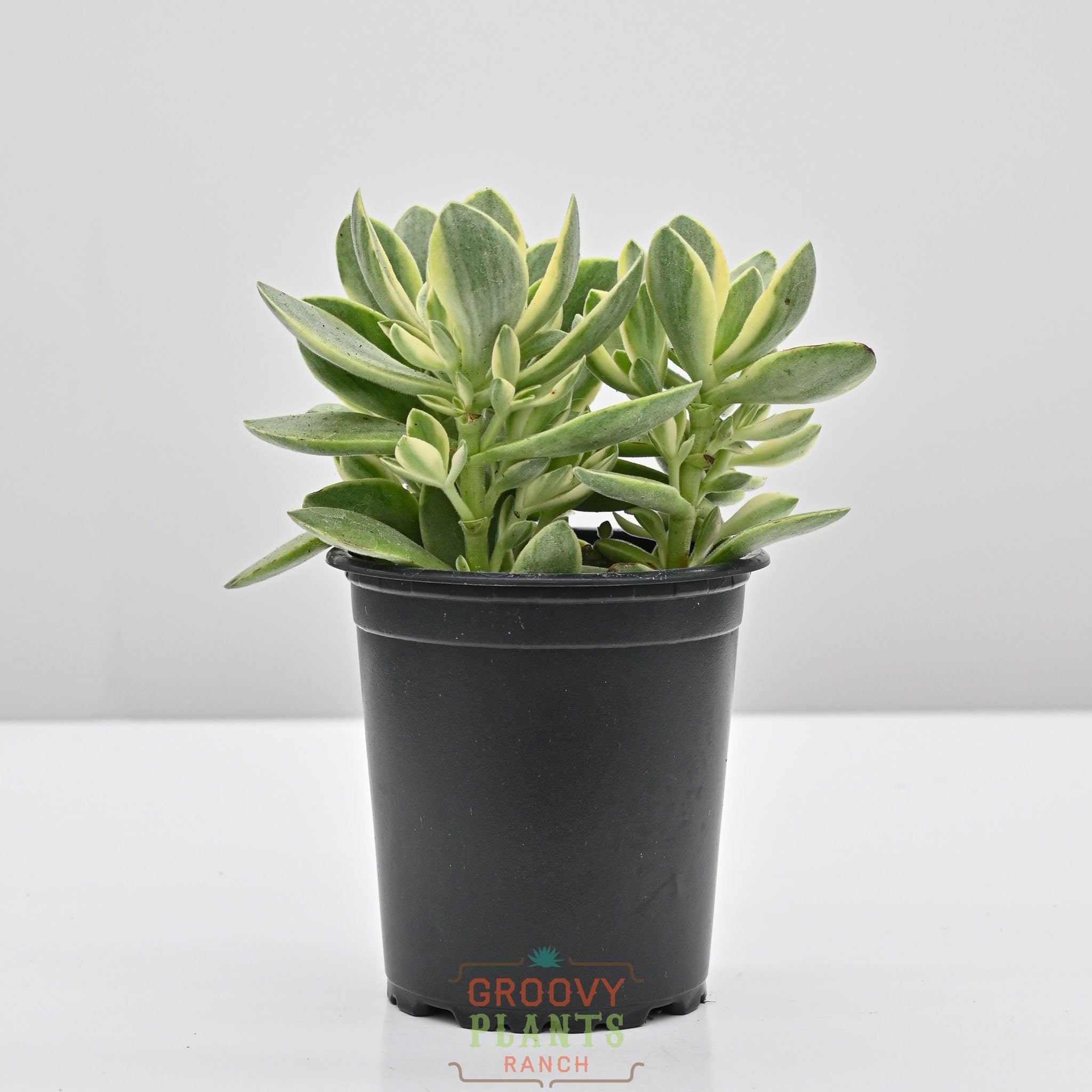 Variegated Money Maker | Crassula swaziensis 'Variegata' – The