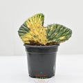 Variegated Crested San Pedro | Trichocereus macrogonus var. pachanoi crested variegated 'San Pedro'