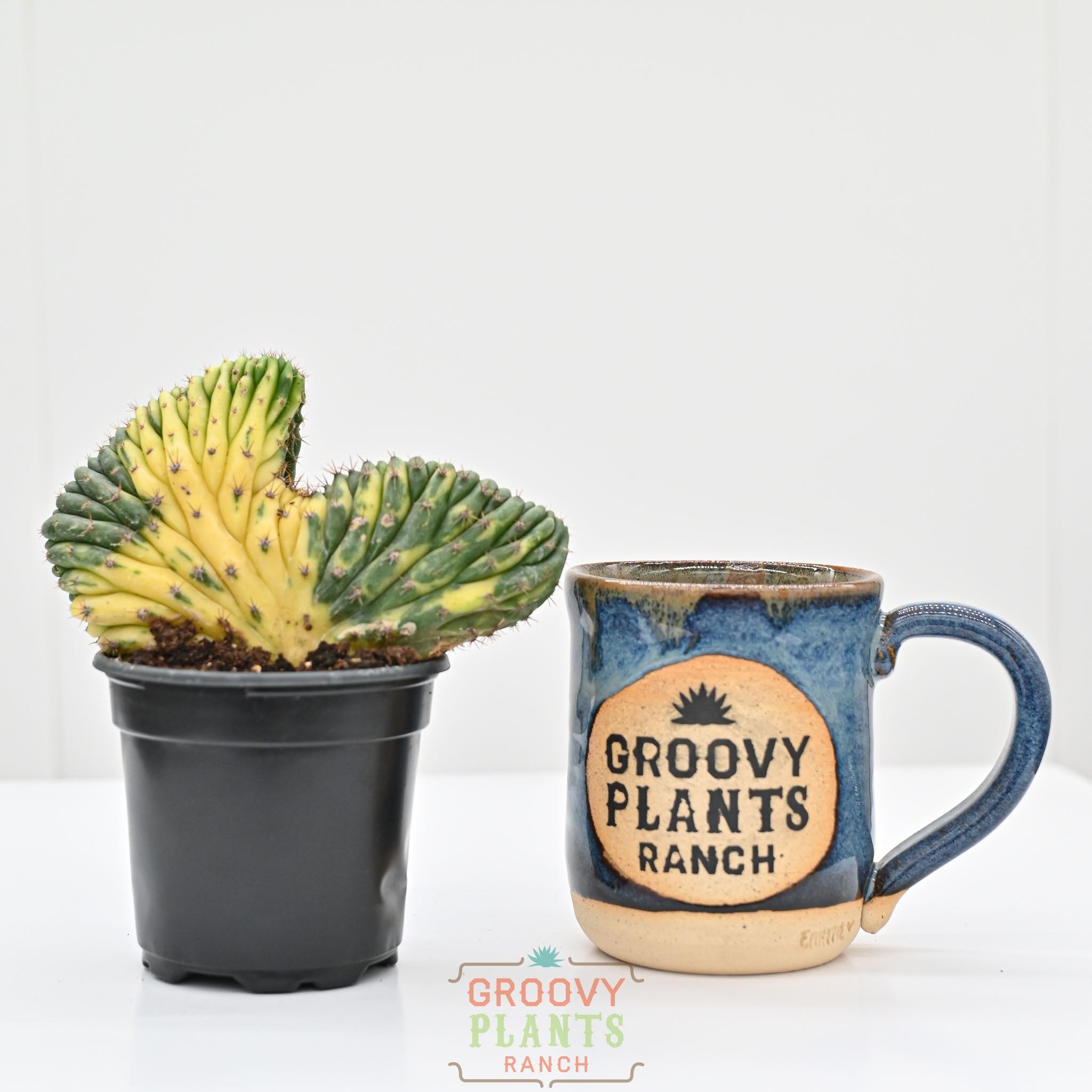 san pedro cactus brew Variegated Crested San Pedro