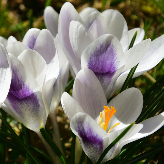 Crocus Prince Claus ~ 25 Blubs for Pickup in Fall