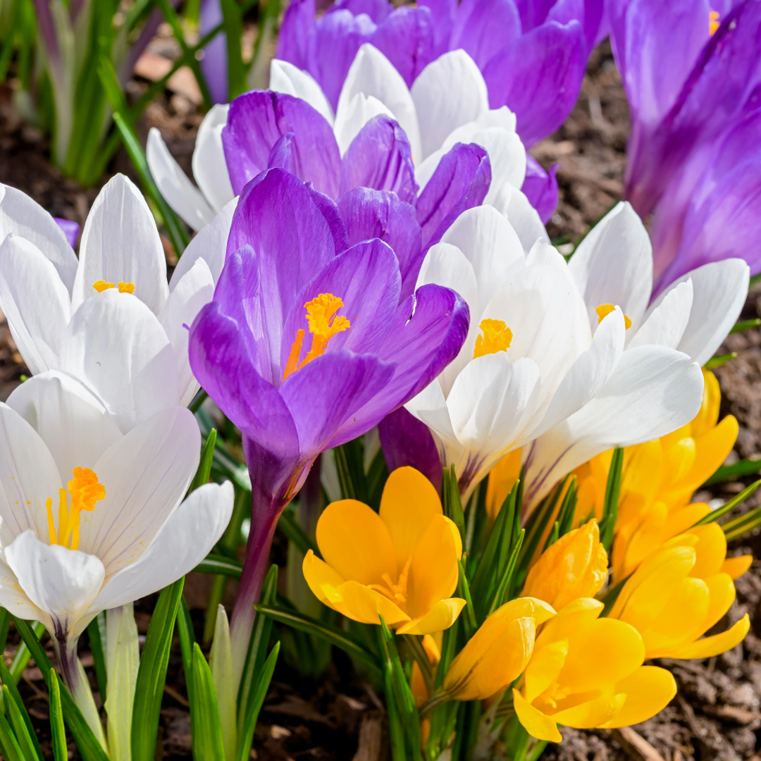 Crocus large flowering Mix ~ 25 Blubs for Pickup in Fall
