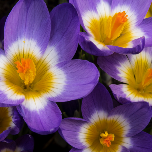 Crocus Tricolor ~ 25 Blubs for Pickup in Fall