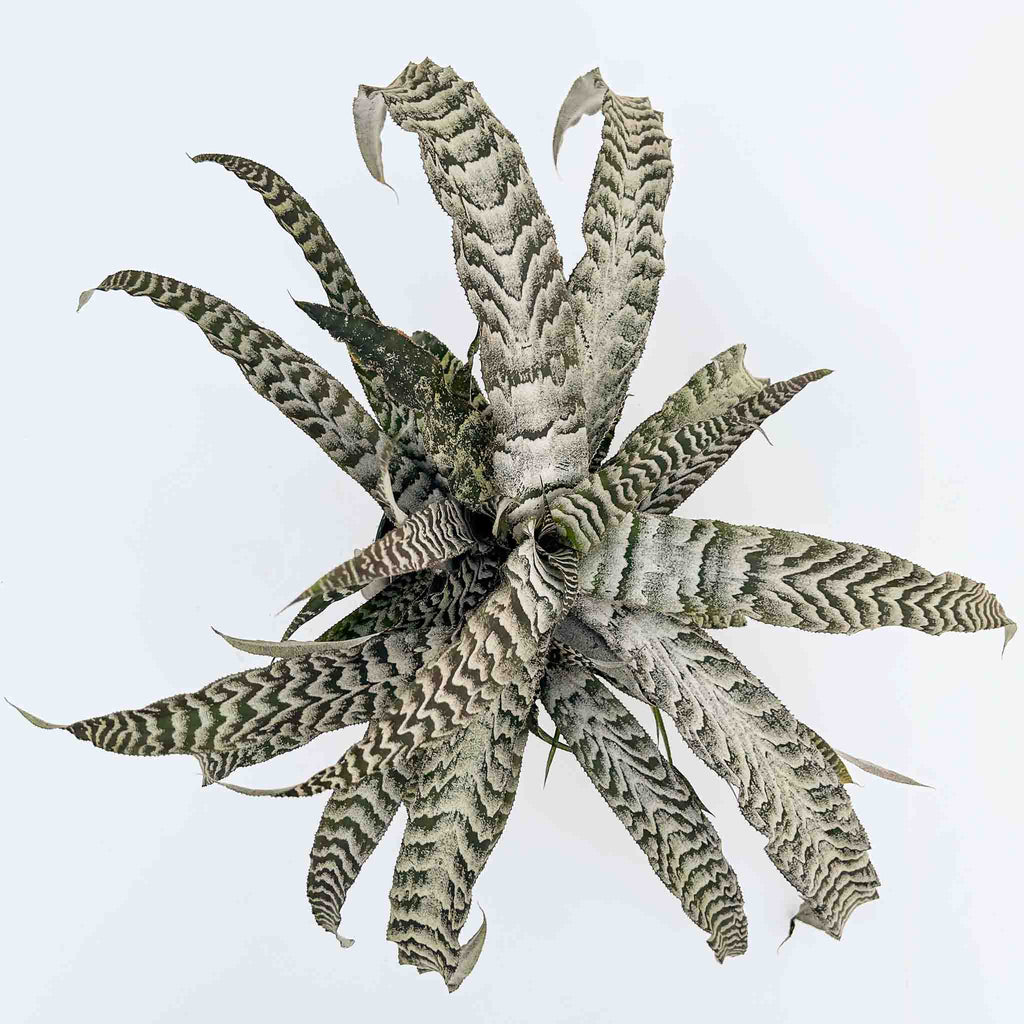 Earth Star | Cryptanthus x 'Absolute Zero'