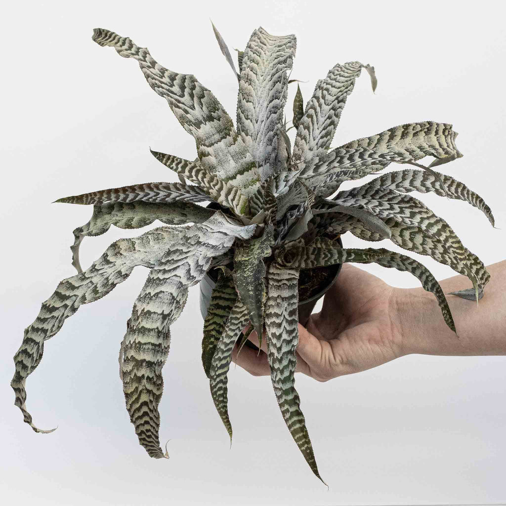 Earth Star | Cryptanthus x 'Absolute Zero'