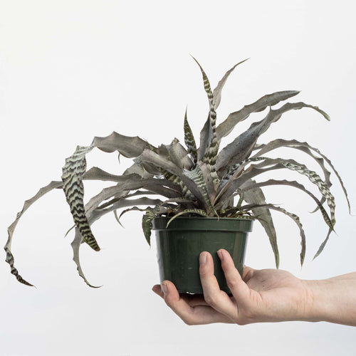 Earth Star | Cryptanthus x 'Absolute Zero'