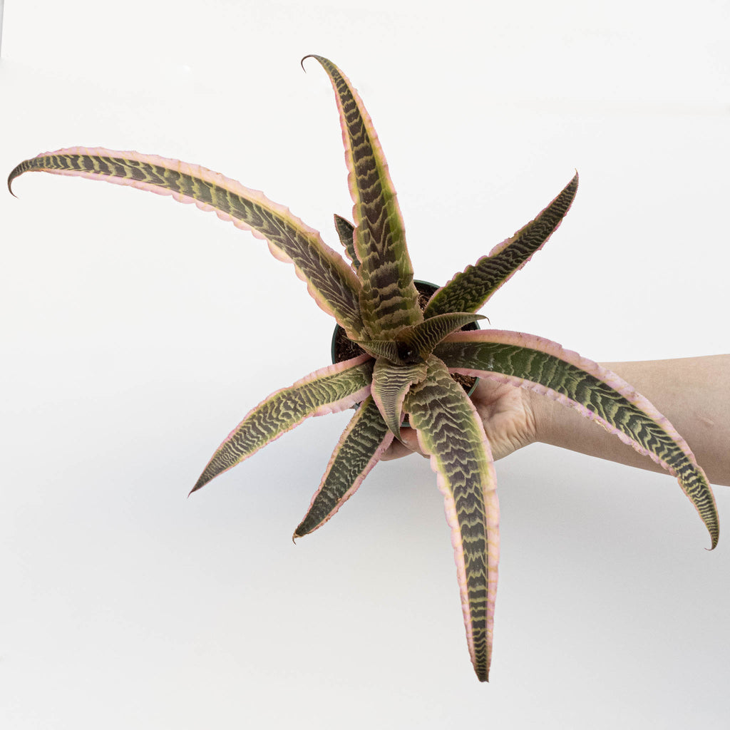 Earth Star | Cryptanthus 'Elaine'