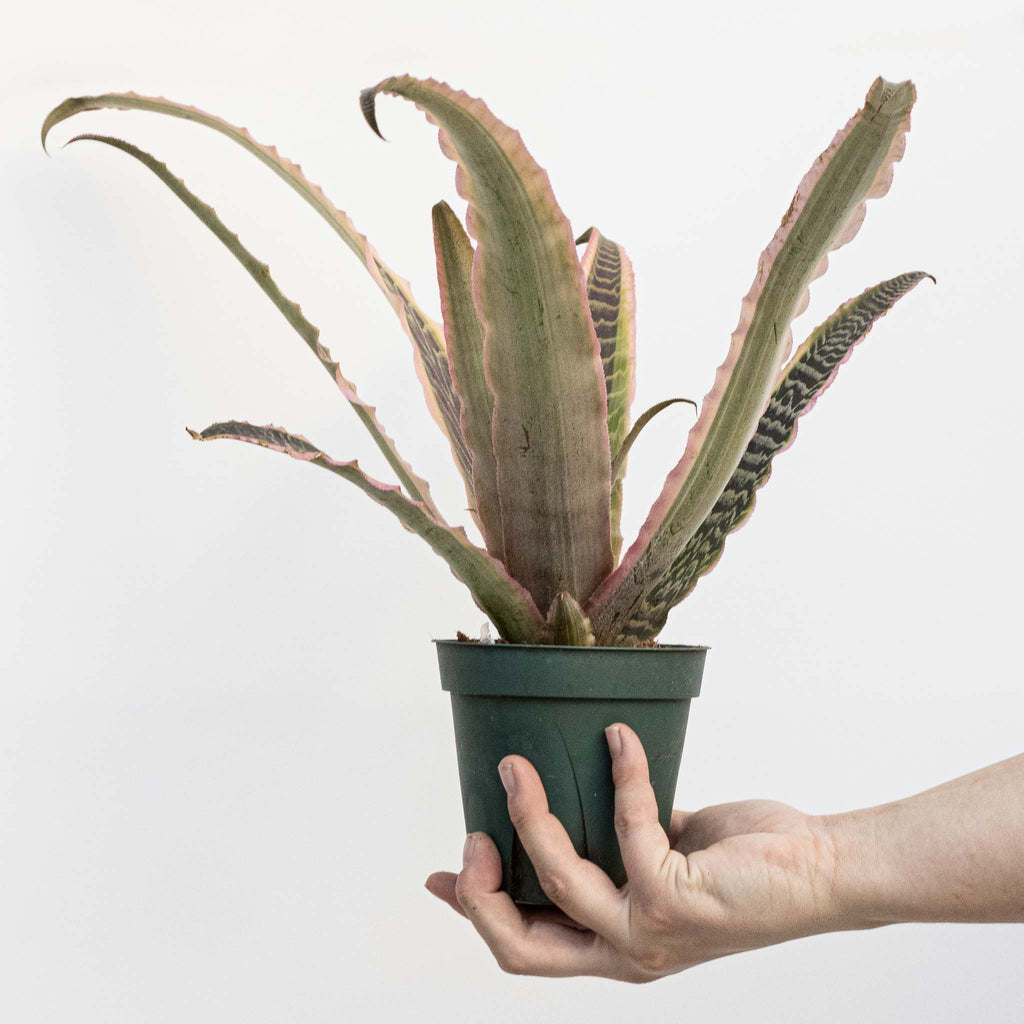 Earth Star | Cryptanthus 'Elaine'