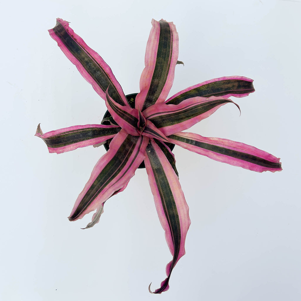 Earth Star | Cryptanthus 'Red Baron'