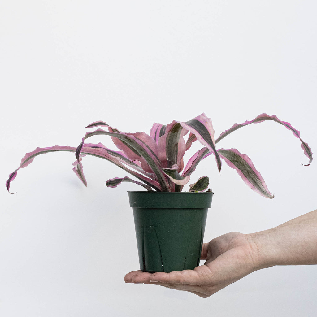 Earth Star | Cryptanthus 'Red Baron'