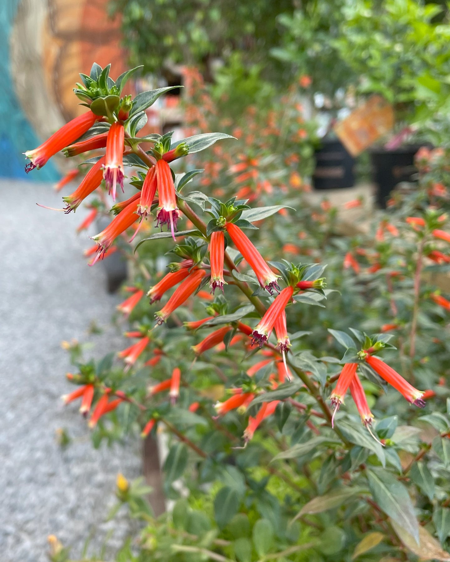 'Cherry Bells' Cuphea ~ Trio of 3 Hefty Plants