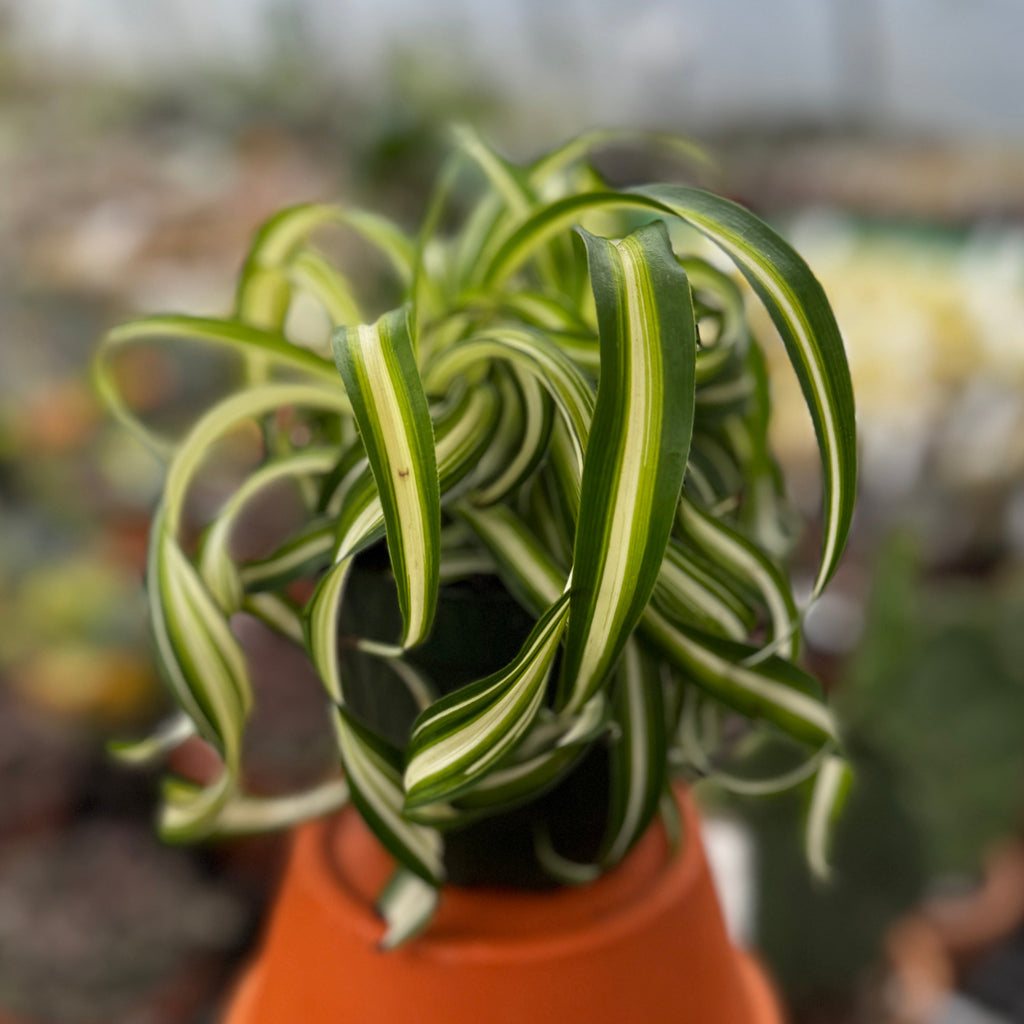 Curly Spider Plant | Chlorophytum Cosmosum 'Bonnie'