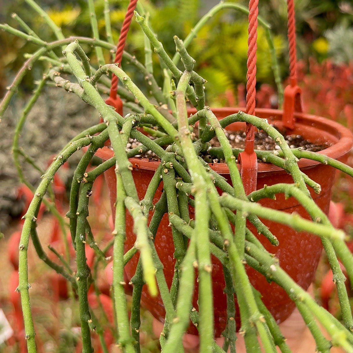 Cynanchum stoloniferum, Climbing Milkweed - Limited Release Preorder