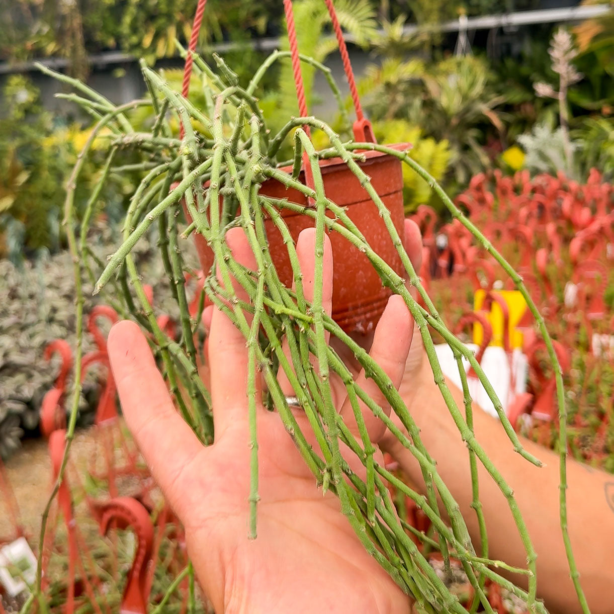 Cynanchum stoloniferum, Climbing Milkweed - Limited Release Preorder