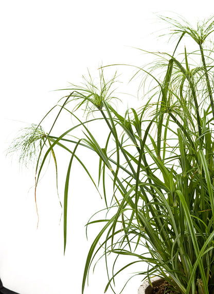 'King Tut' Papyrus ~ Trio of 3 Hefty Plants for Preorder