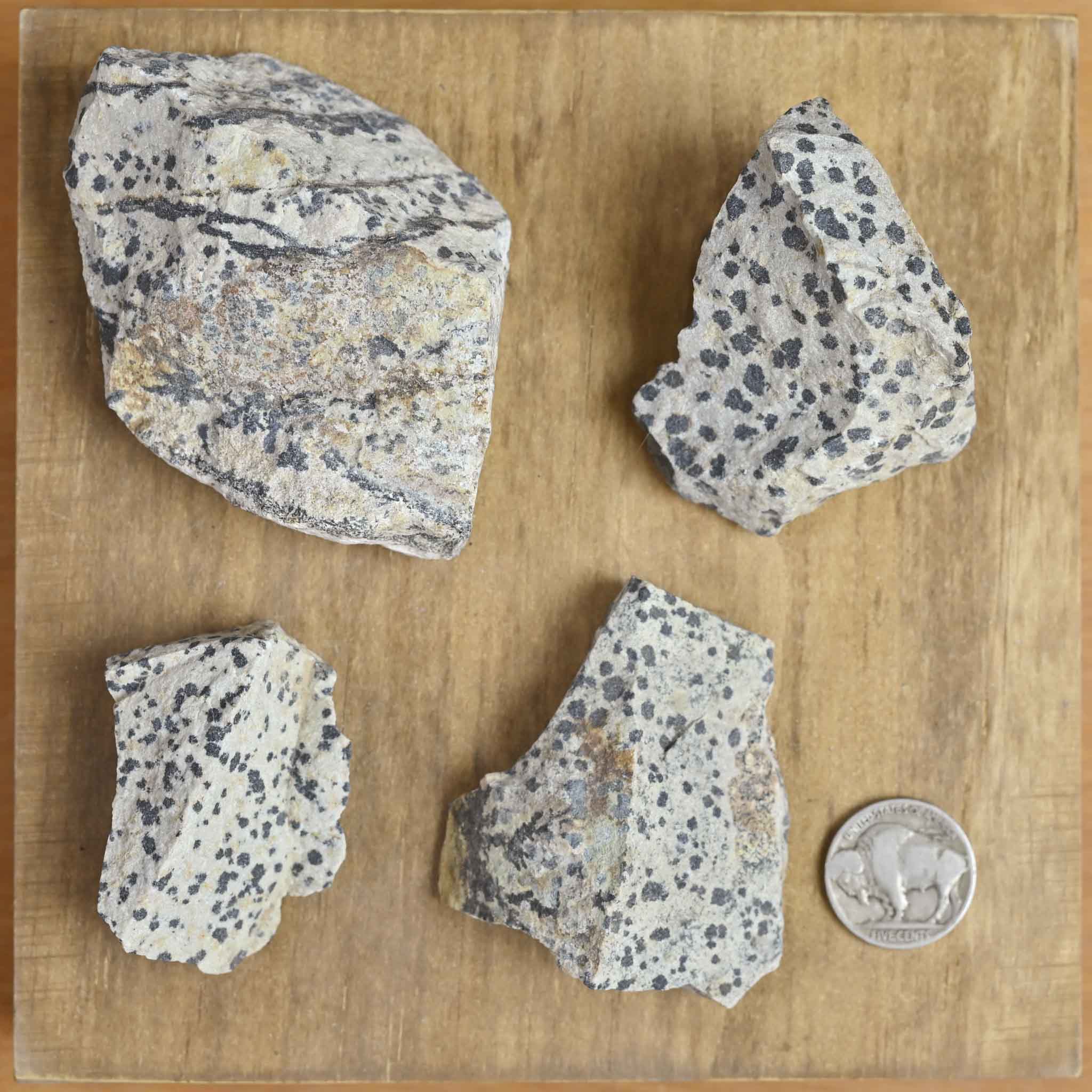 Rough Dalmatian Jasper (1 Stone) – The Groovy Plants Ranch LLC
