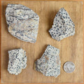 Rough Dalmatian Jasper