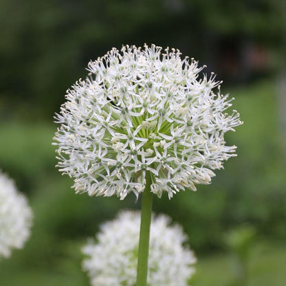 Allium ‘Mount Everest’ ~ Trio of 3 Bulbs