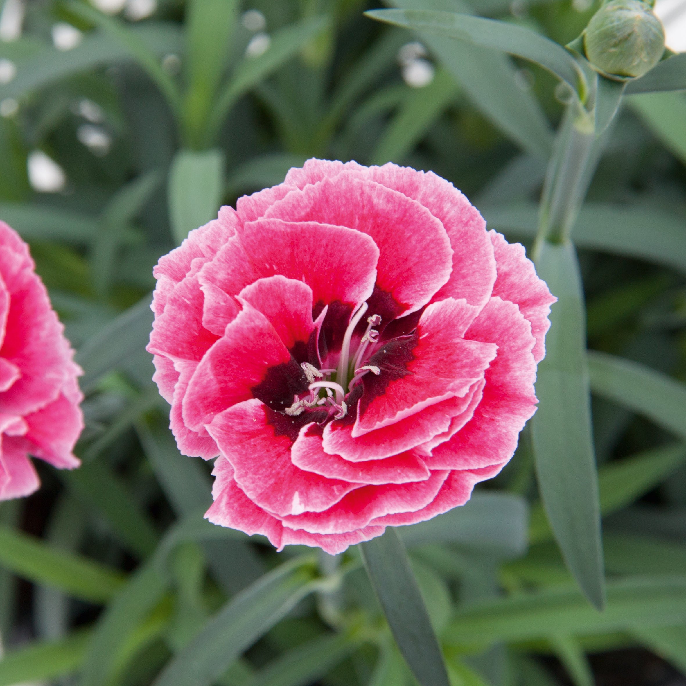 Dianthus Capitán™ 'Pink + Eye'
