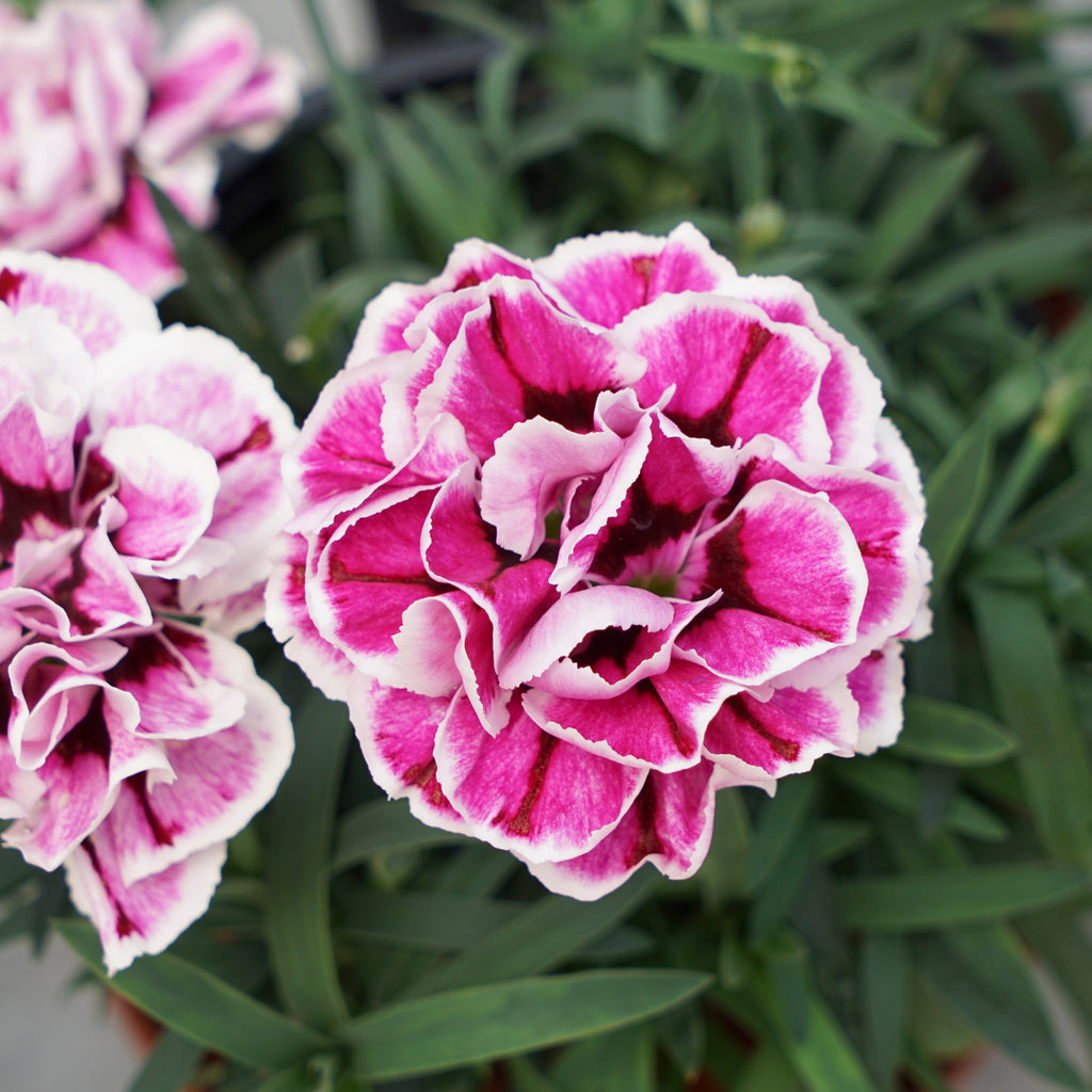 Dianthus Capitán™ 'Purple Frost'