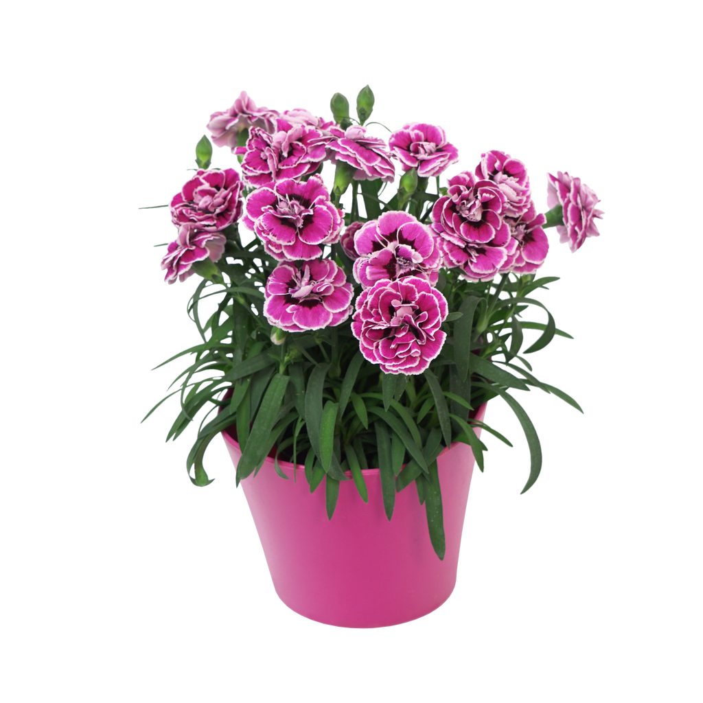 Dianthus Capitán™ 'Purple Frost'