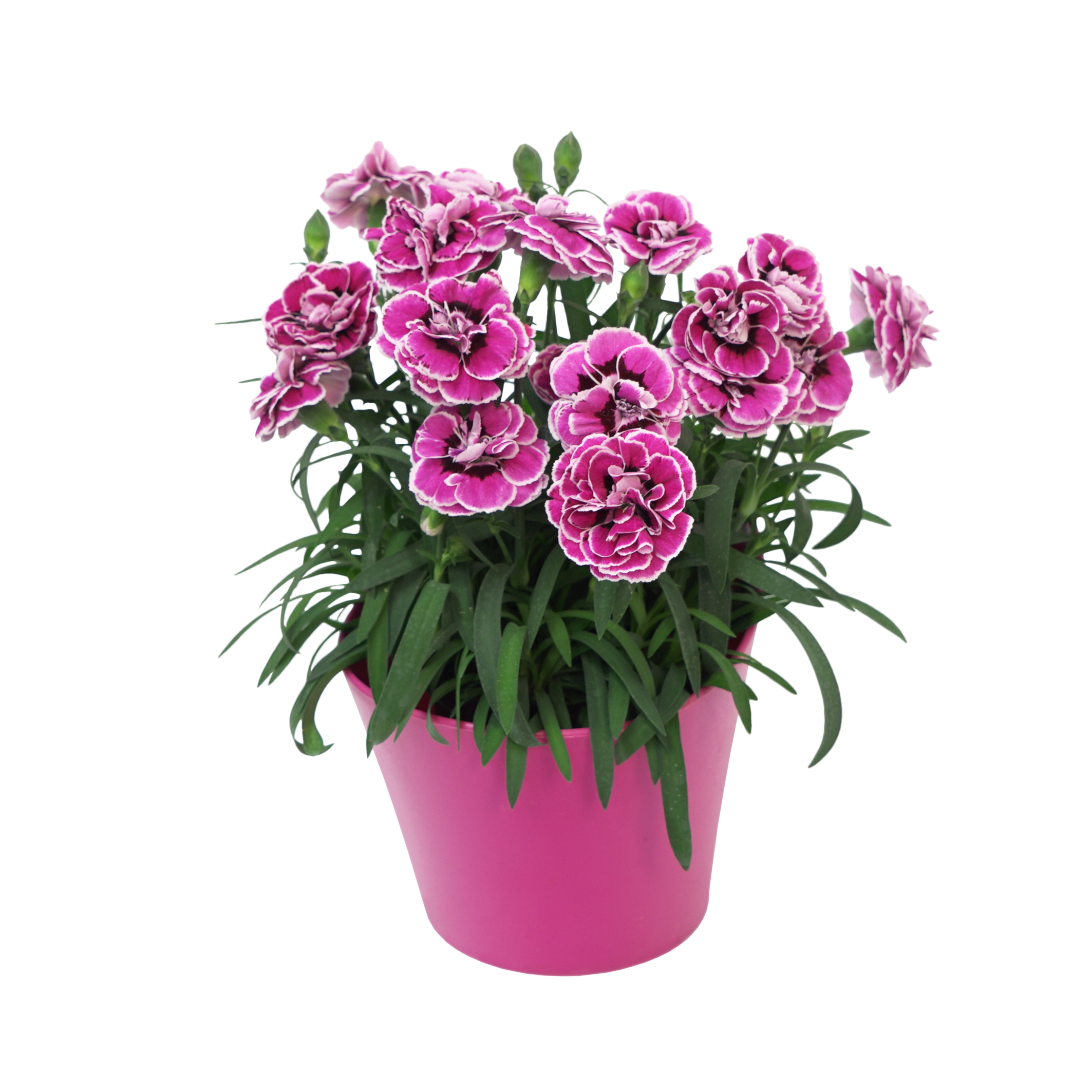 Dianthus Capitán™ 'Purple Frost'