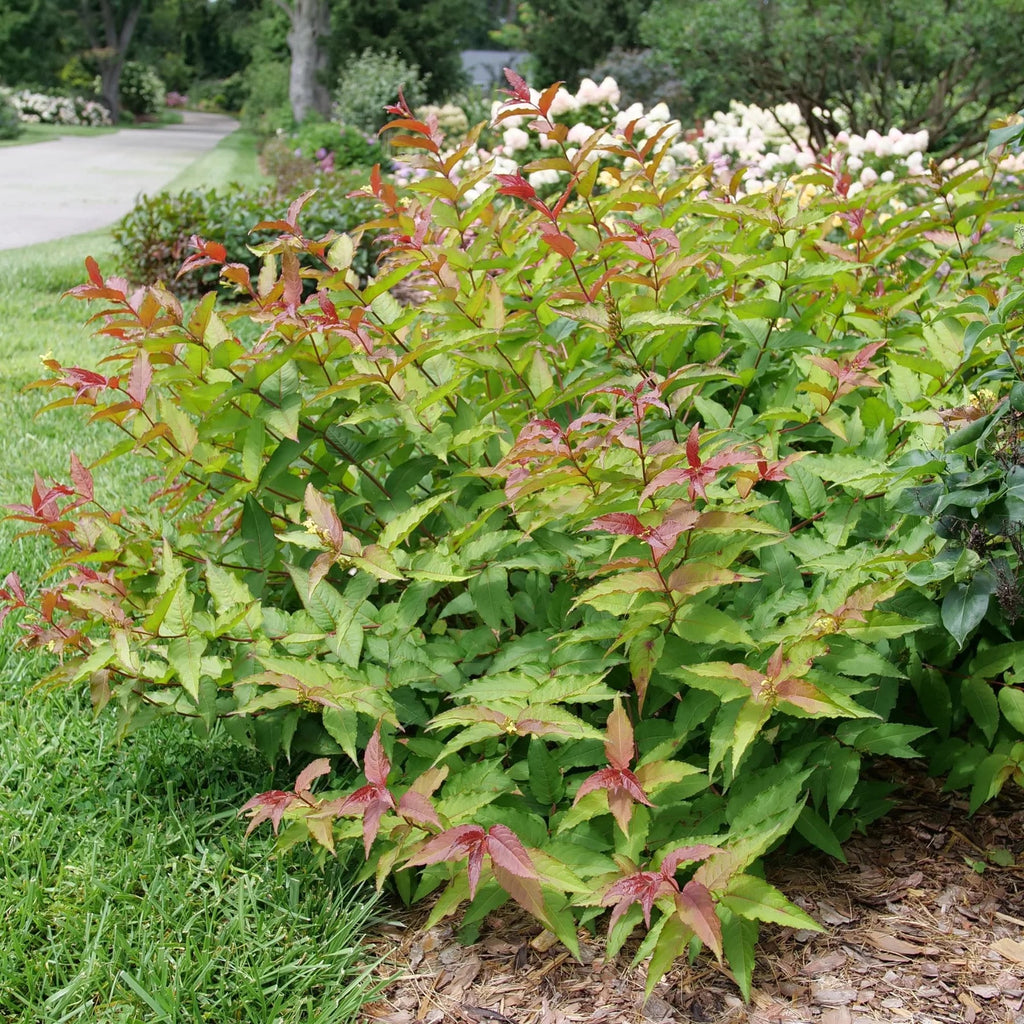 Diervilla Kodiak® Red 2.0
