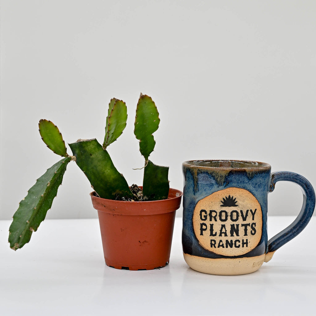 Dragon Fruit Cactus | Selenicereus undatus
