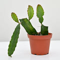 Dragon Fruit Cactus | Selenicereus undatus