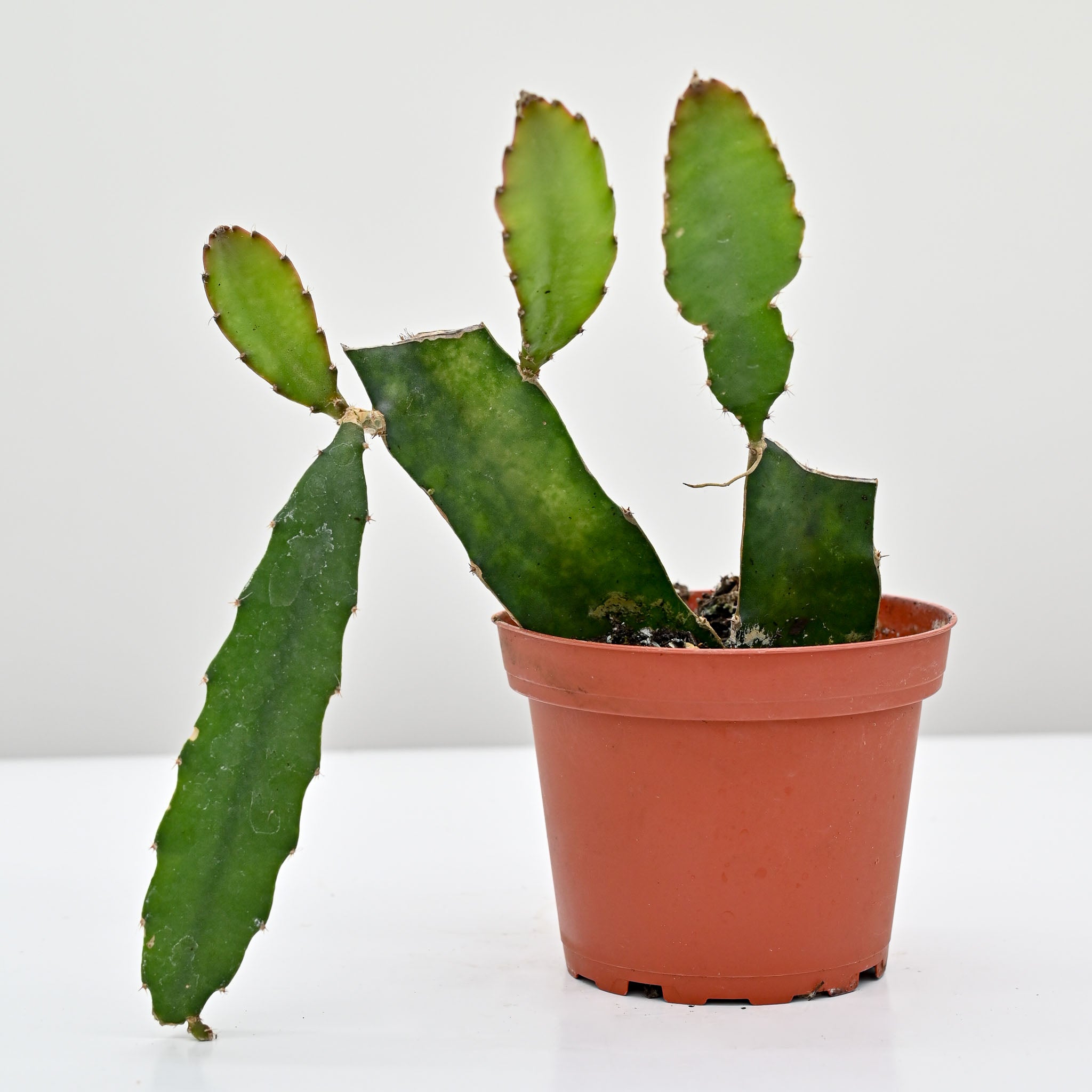 Dragon Fruit Cactus | Selenicereus undatus