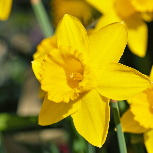 Daffodil Dutch Master  ~ 20 Blubs for Pickup in Fall