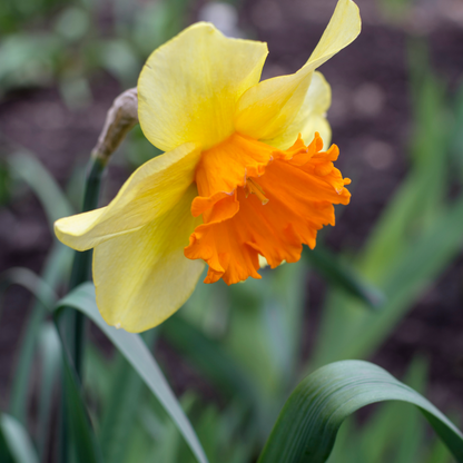 Daffodil fortissimo  ~ 20 Blubs for Pickup in Fall