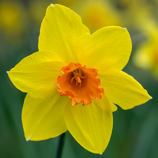 Daffodil fortissimo  ~ 20 Blubs for Pickup in Fall