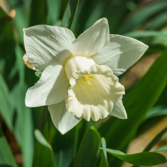 Daffodil Mount Hood  ~ 20 Blubs for Pickup in Fall
