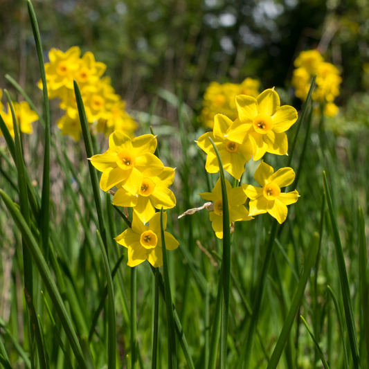 Daffodil Baby Boomer ~ 20 Blubs for Pickup in Fall