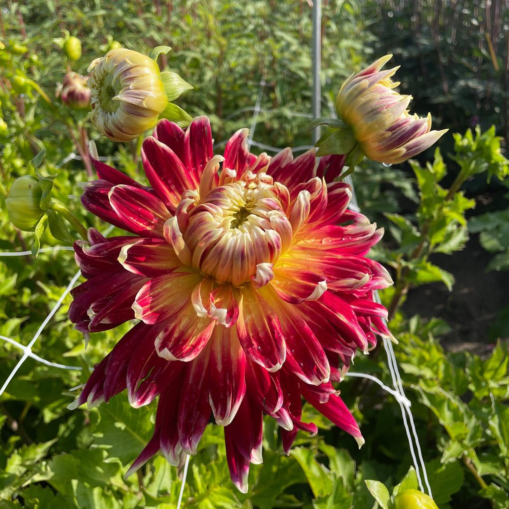 Dahlia Akita | Decorative Dahlia