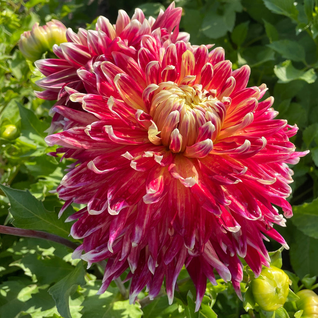 Dahlia Akita | Decorative Dahlia