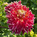 Dahlia Akita | Decorative Dahlia
