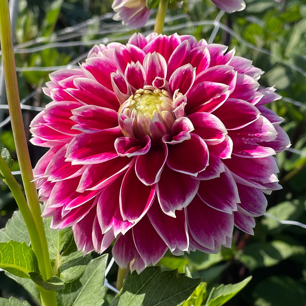 Dahlia Jowey Paradise | Ball Dahlia