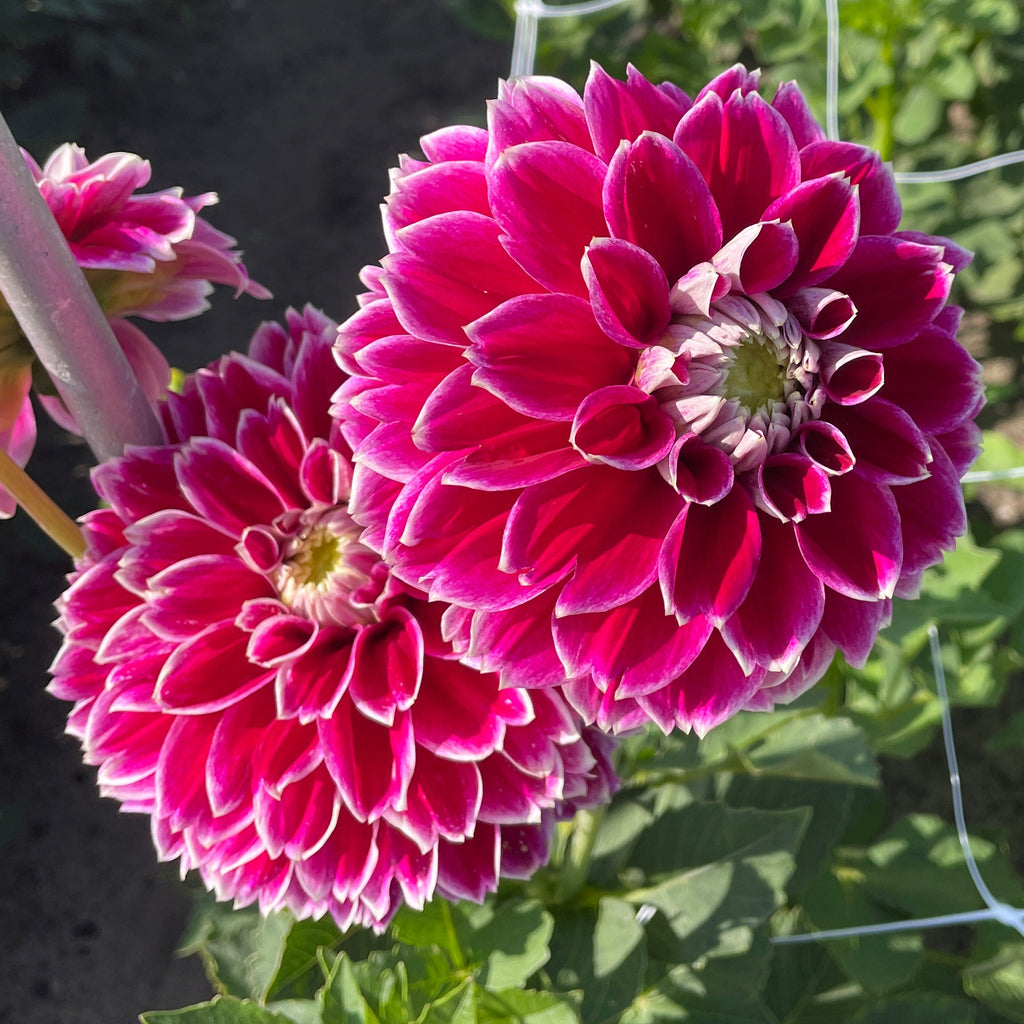 Dahlia Jowey Paradise | Ball Dahlia