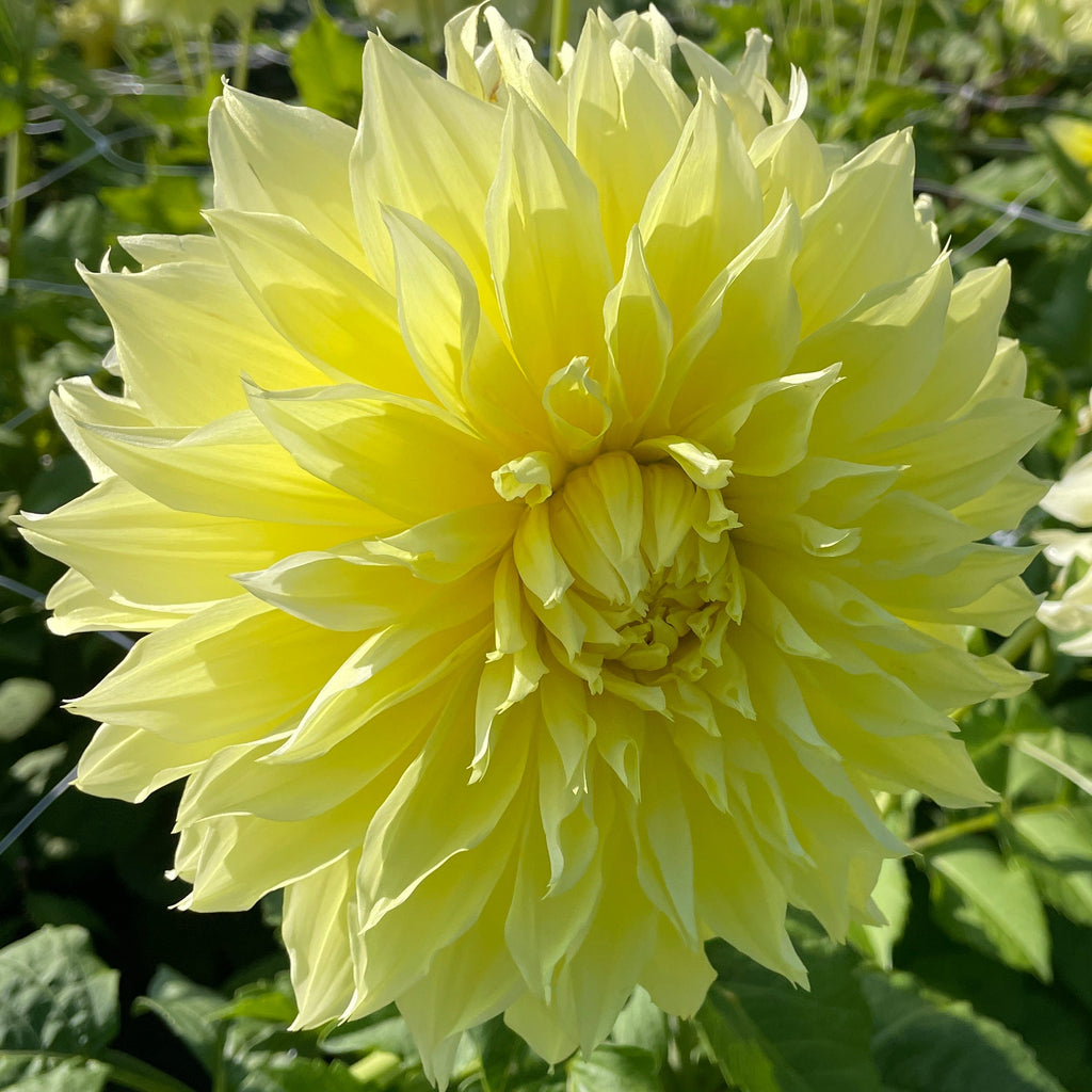 Dahlia Kelvin Floodlight | Premium Dinnerplate Dahlia