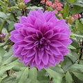 Dahlia Lilac Time | Dinnerplate Dahlia