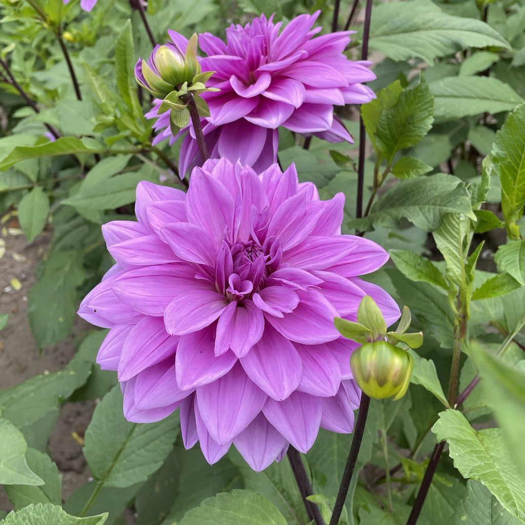 Dahlia Lilac Time | Dinnerplate Dahlia