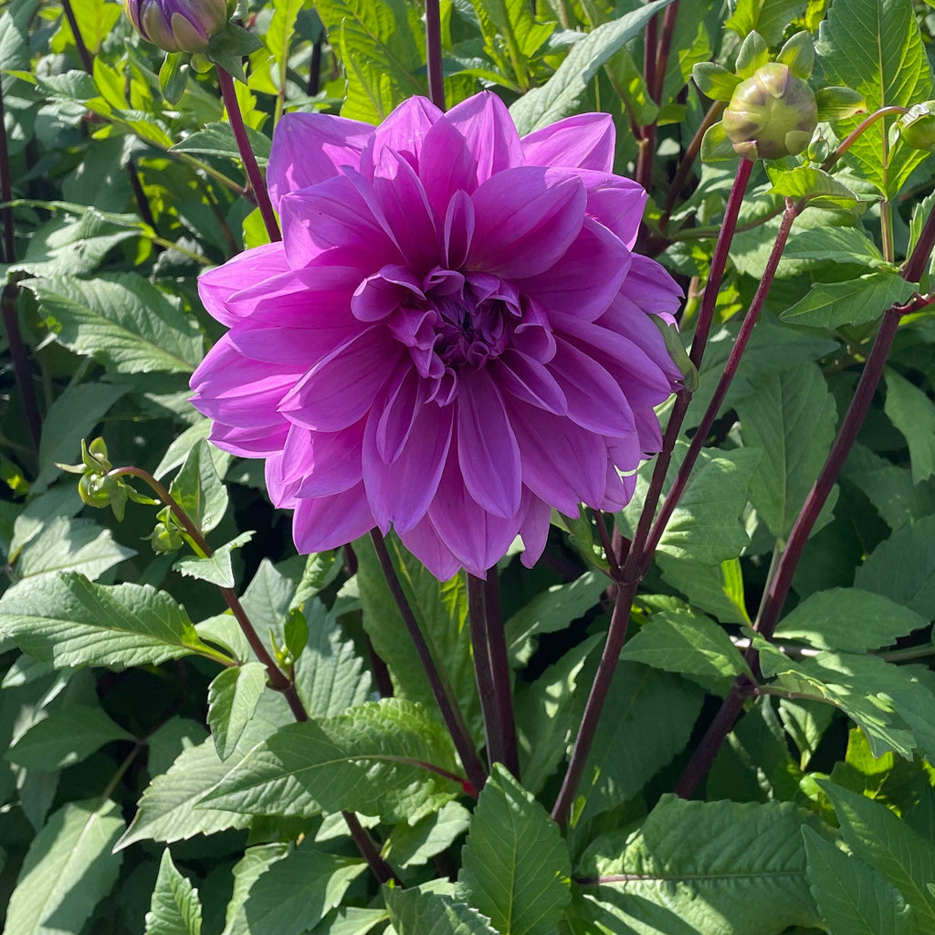 Dahlia Lilac Time | Dinnerplate Dahlia