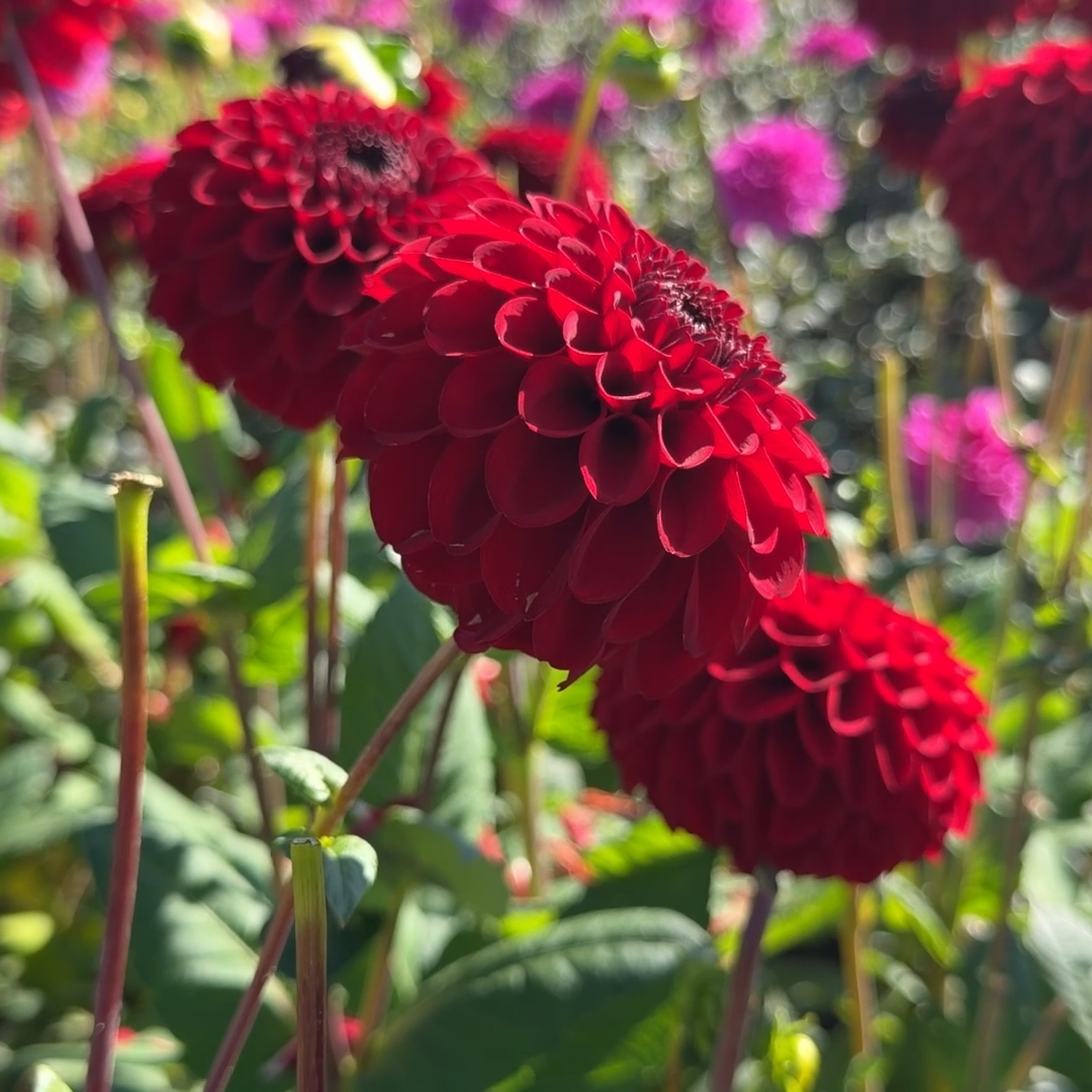 Dahlia Bizon Red | Ball Dahlia