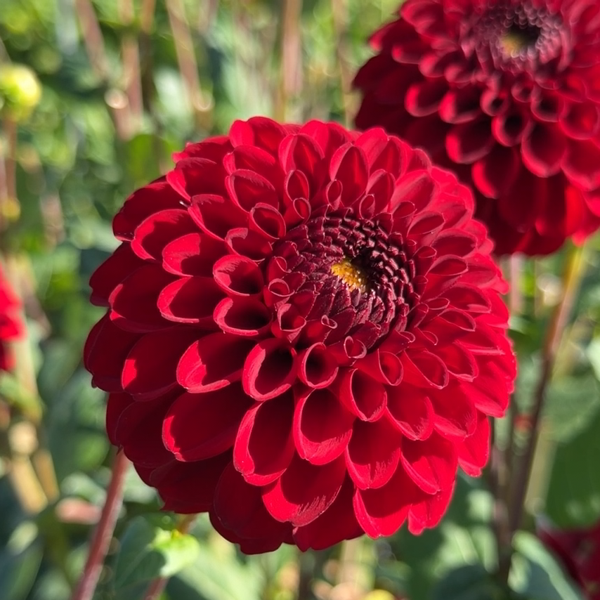 Dahlia Bizon Red | Ball Dahlia