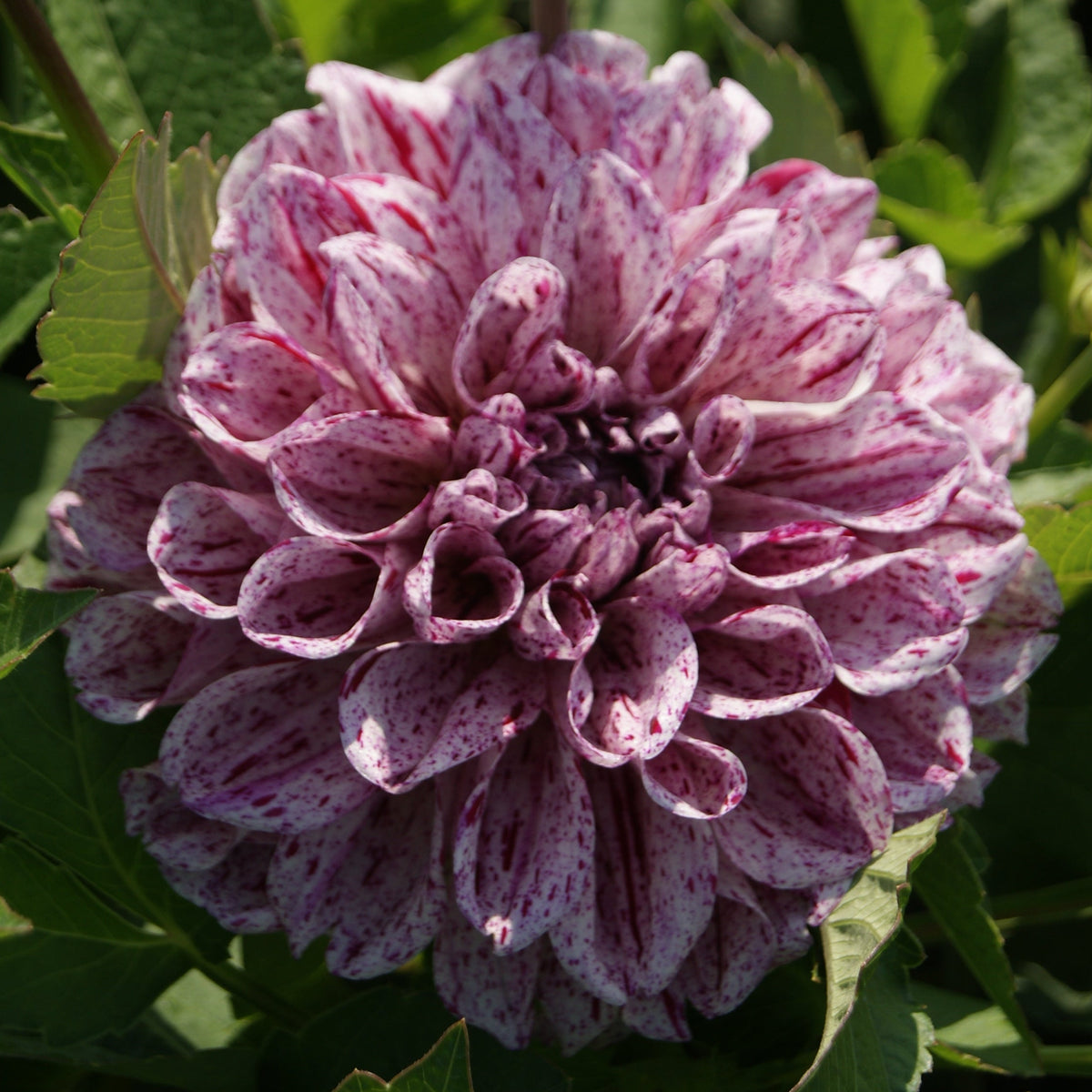 Dahlia Go Go Speckled Pink | Patio Dahlia