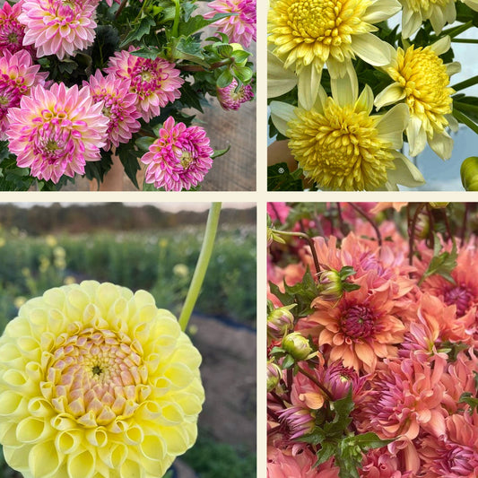 Dahlia Cut Flower Garden~ 3 Tubers of all 10 Variety!