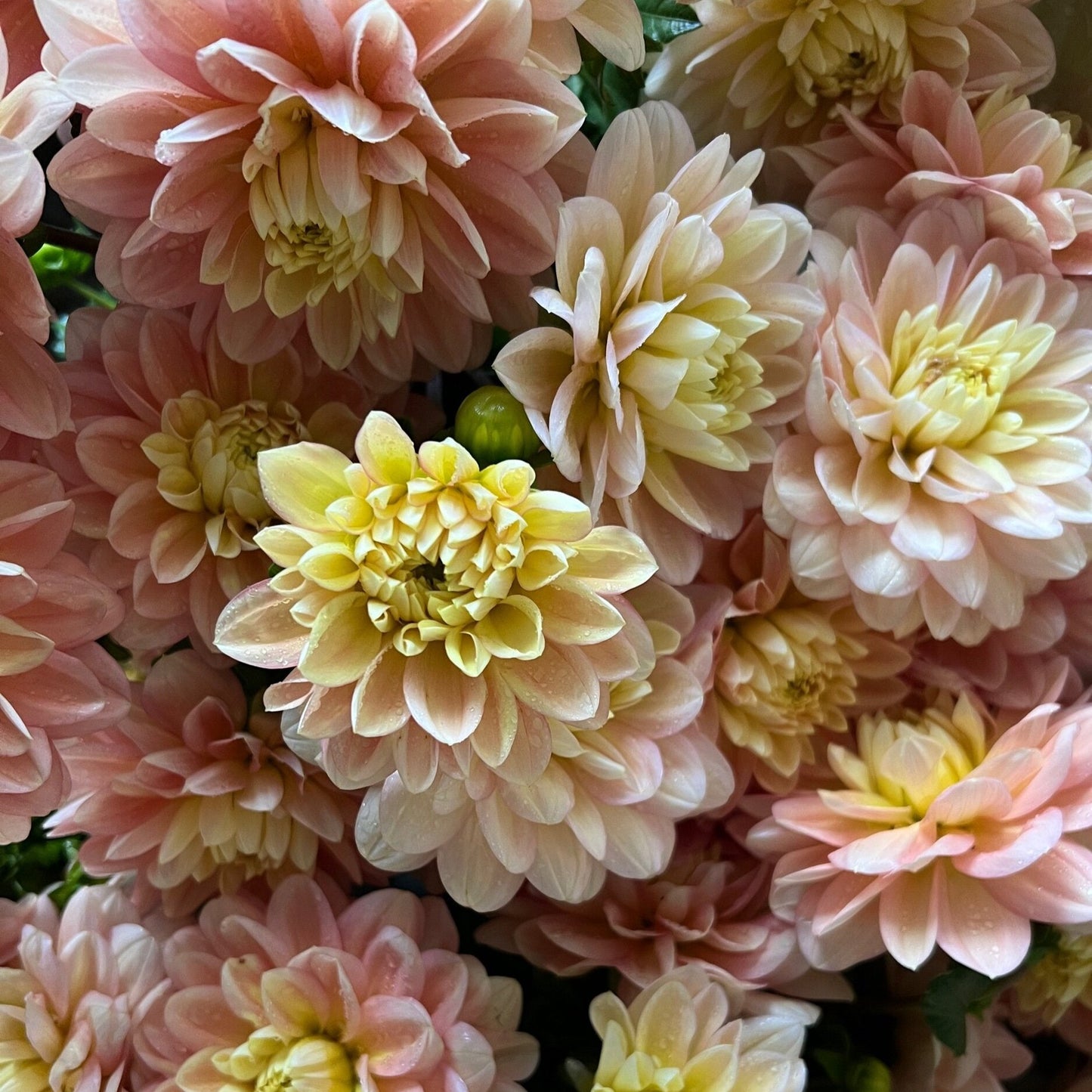 ‘Day Dreamer’ Dahlia ~ 3 Tubers
