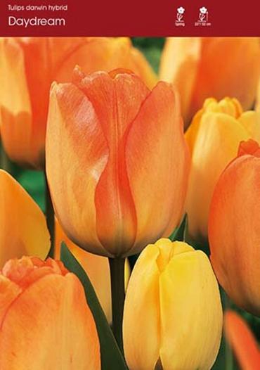 Sea of Tulips ~  Day Dream~ 60 Blubs for Pickup in Fall