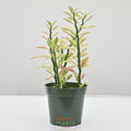 Devils Backbone | Pedilanthus Tithymaloides Variegata